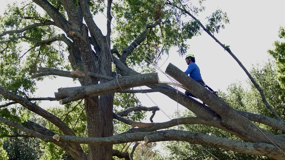 Professional Crown Thinning performed by certified arborists in Harvard