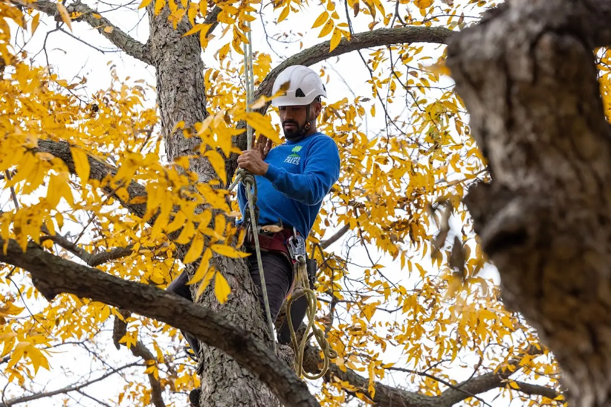 Skilled Emergency Tree Service crew working in Harvard